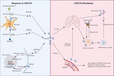 Decoding sTREM2: its impact on Alzheimer’s disease – a comprehensive review of mechanisms and implications